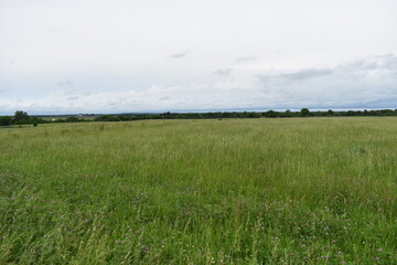 Wall Mural - Field