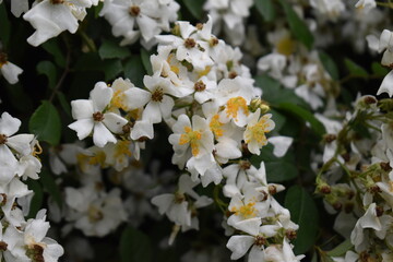 Wall Mural - Flowers