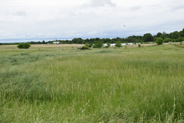 Wall Mural - Field