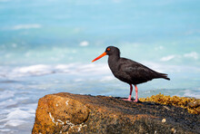 Sooty Oystercatcher Standing Or Rock With Blue Sea Background