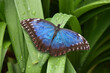 Beautiful closeup of a Peleides blue morpho butterfly with open wings, Tropical insect specie from America