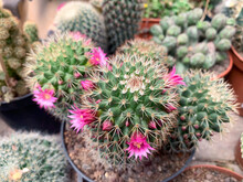 Mammillaria Cactus Blooming With Pink Flowers