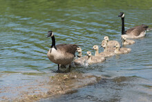 Canadian Geese - Goslings Approach Single File To A Large Flat Rock In A River Near A Bank