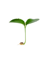 Wall Mural - Green sprout growing isolated on a white background. Lime or orange baby plant.