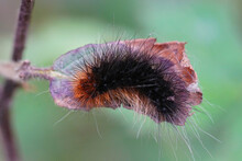 Macro Shot Of A Black And Orange Hairy Caterpillar And The Garden Tiger Moth On A Leaf