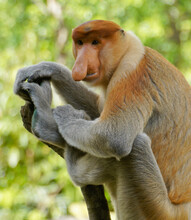 Portrait Of Male Proboscis (long-nosed) Monkey, Sabah (Borneo), Malaysia