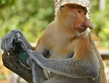 Portrait Of Male Proboscis (long-nosed) Monkey, Sabah (Borneo), Malaysia