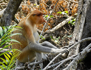 Wall Mural - Male proboscis (long-nosed) monkey sitting on tree branch, Sabah (Borneo), Malaysia