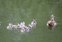 Female Egyptian Goose With Goslings Swimming In A Pond