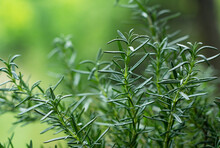 Close-up Of Rosemary Growing Outdoors..