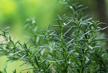 close-up of rosemary growing outdoors..