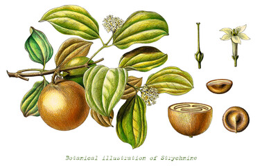 botanical illustration of strychnine hand drawn vintage engraving style clip art isolated on white b