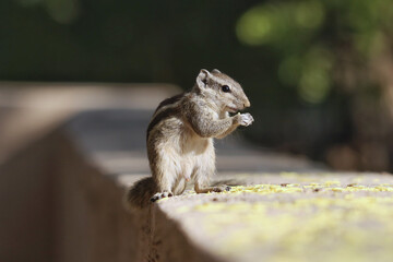 Poster - Closeup of an adorable chipmunk standing on the stone surface and chewing food