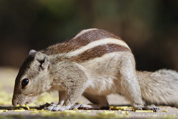 Poster - Closeup of an adorable chipmunk standing on the stone surface and sniffing