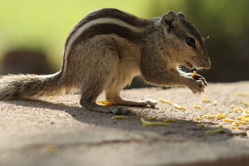 Poster - Closeup of an adorable chipmunk standing on the stone surface and chewing food