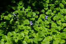 Macro View Of Creeping Charlie (glechoma Hederacea), An Aromatic Evergreen Ground Ivy Plant, Growing In A Residential Lawn. While An Attractive Plant, It Is Often Considered An Invasive Weed In Lawns.