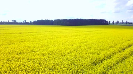 Poster - 4k aerial with blooming rape seed 