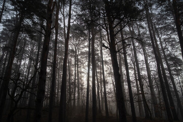  Trees growing in forest in foggy morning