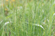 Fresh green grass with seeds. Suitable plant for lawn cultivation. Selective focus