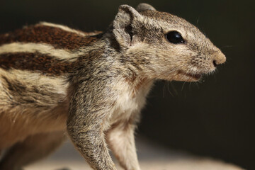 Sticker - Closeup shot of an adorable chipmunk