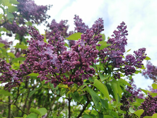 Sticker - Beautiful shot of blooming lilac flowering plants growing in the garden