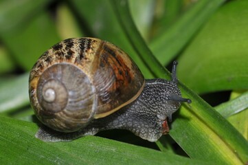 Escargot sur une feuille en gros plan