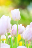 Fototapeta Tulipany - pink tulips in spring