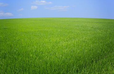 Wall Mural - green field and blue sky