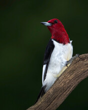 Redheaded Woodpecker (Melanerpes Erythrocephalus) Perched On A Tree Branch On A Cloudy Afternoon.