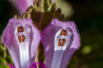 Red dead-nettle in the forest, macro	