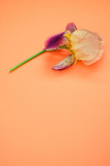 Poster - Vertical shot of white iris flower with copy space isolated on an orange background