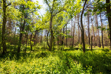 Wall Mural - Spring forest