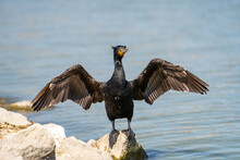 Double-crested Cormorant (phalacrocorax Auritus) Stands On The Shore Of The Lake With Open Wings.