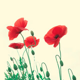 Fototapeta  - Red poppy flowers isolated on white background