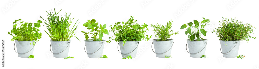 Variety of seven herbs planted in tin buckets arranged in a row isolated on white background - obrazy, fototapety, plakaty 