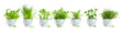 Variety of seven herbs planted in tin buckets arranged in a row isolated on white background