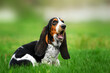 basset hound funny puppy pet on a spring walk dog portrait
