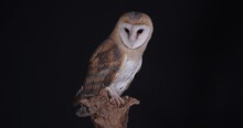 Beautiful Barn Owl On Tree Branch Against Black Background