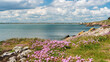 Sea thrift growing wild and blooming pretty pink flowers on the Howth Coast, Co. Dublin, Ireland. Armeria maritima, commonly known as sea pink, in flower in May near the Irish Sea.