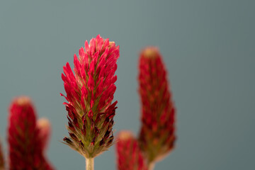 Wall Mural - abstract blurred nature background clover flower. abstract nature bokeh pattern