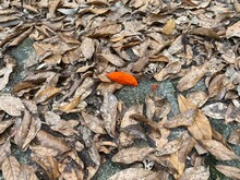A Single Orange Leaf In A Bed Of Dead Leaves.
