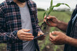 close up of agricultural workers examine corn root on the field