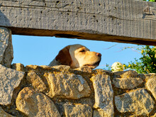 White Dog Peeping Over The Balcony Of A Stone Wall And A Wooden Beam. Watchdog.