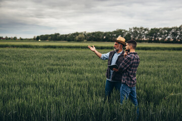 Wall Mural - agricultural workers examine wheat on field