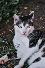 Canvas Print - Vertical shot of a black and white cute cat lying in the green garden