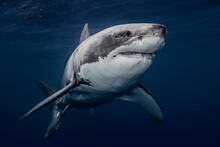 Great White Shark Underwater