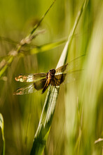 Dragonfly On Blade Of Grass In Field