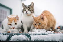 Canada, Ontario, Three Cats Eating From Bowls In Snow