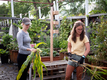 Australia, Melbourne, Two Women Working At Community Garden