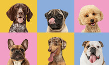 Art Collage Made Of Funny Dogs Different Breeds On Multicolored Studio Background.